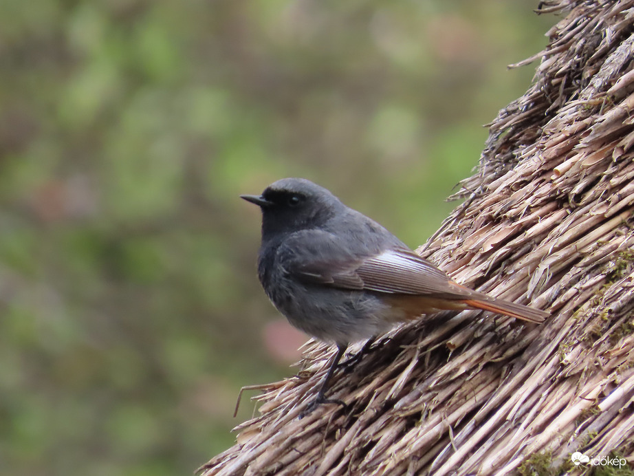 Házi rozsdafarkú, hím