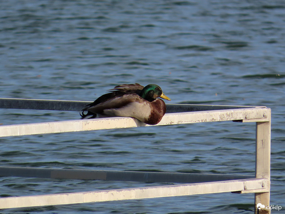 Elfoglaltam a gém helyét!