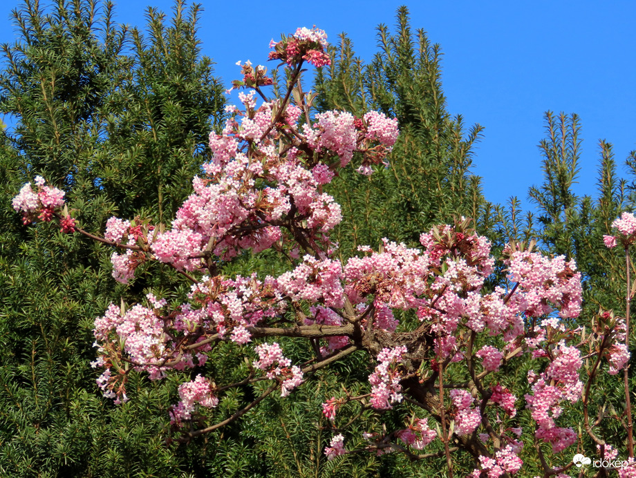 Virágba borult a Kikeleti bangita