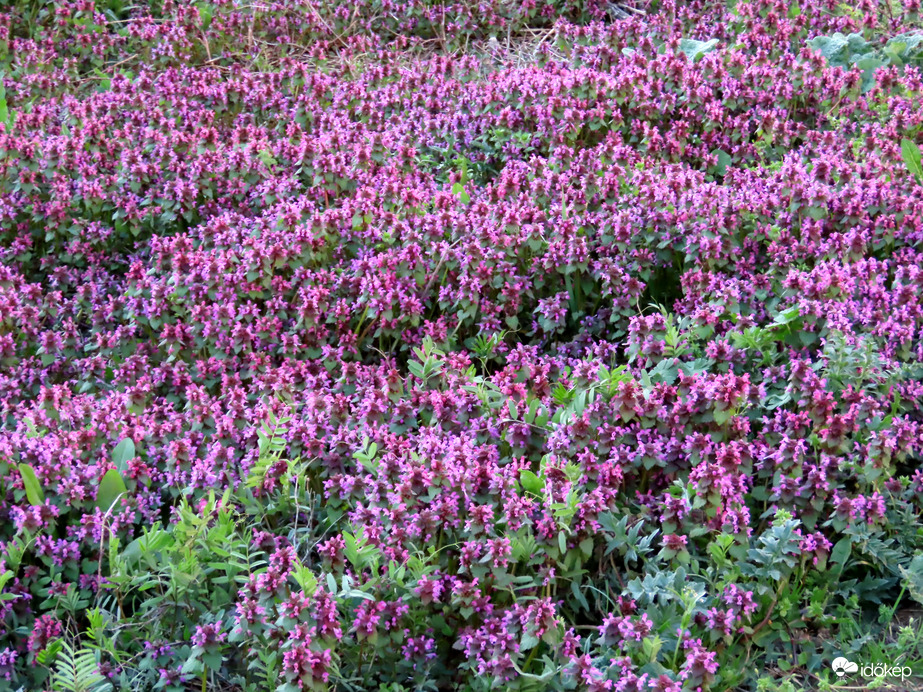 Árvacsalán minden mennyiségben