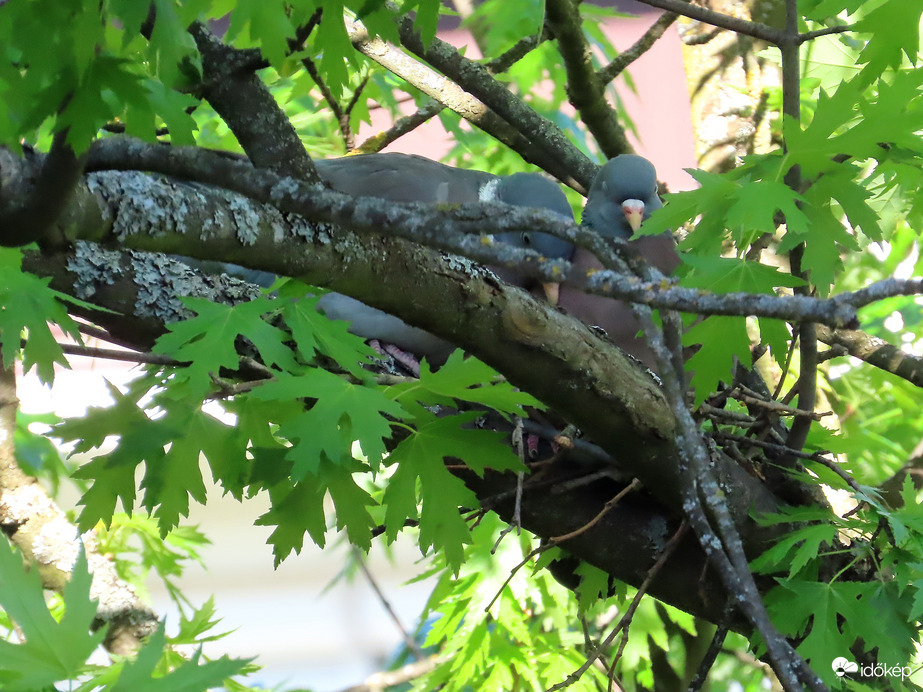 Örvös galambok fészket építenek az ablakunk előtti fán