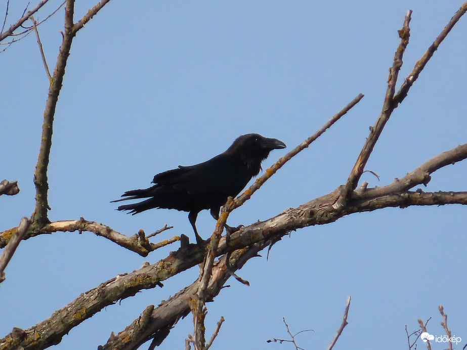 Holló repült a száraz ágra