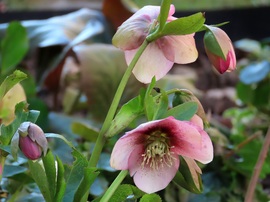 Rózsaszínbe öltöztek