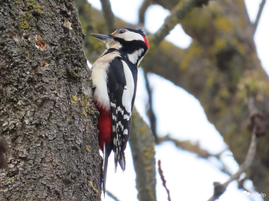 Szorgalmasan dolgozik a Nagy fakopáncs