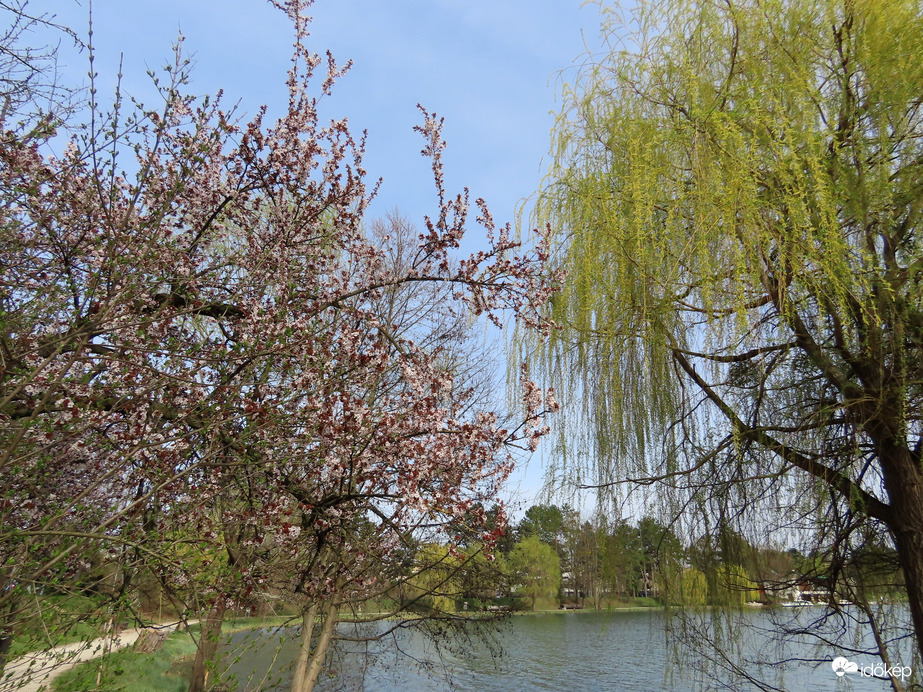 Zöldül és virágba borult a tópart