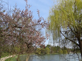 Zöldül és virágba borult a tópart