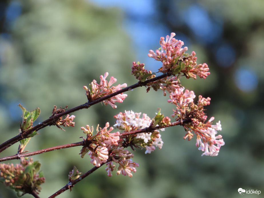 Virágzik a Kikeleti bangita