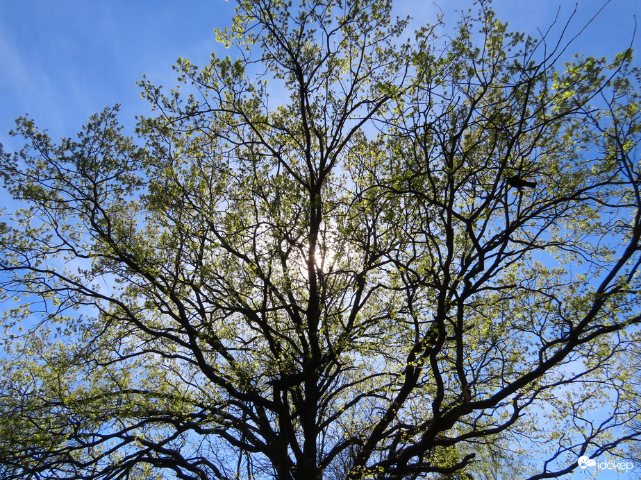 Levelesedik az öreg tölgyfa  lakótelepen