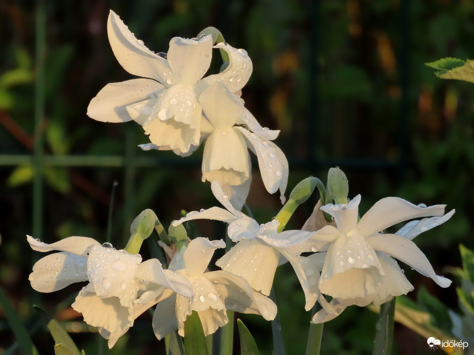 Hófehérkék a tegnapi eső nyomaival