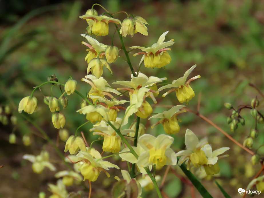 Kénsárga püspöksüveg