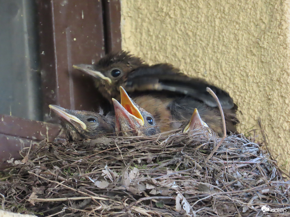 Fiókák a fészekben