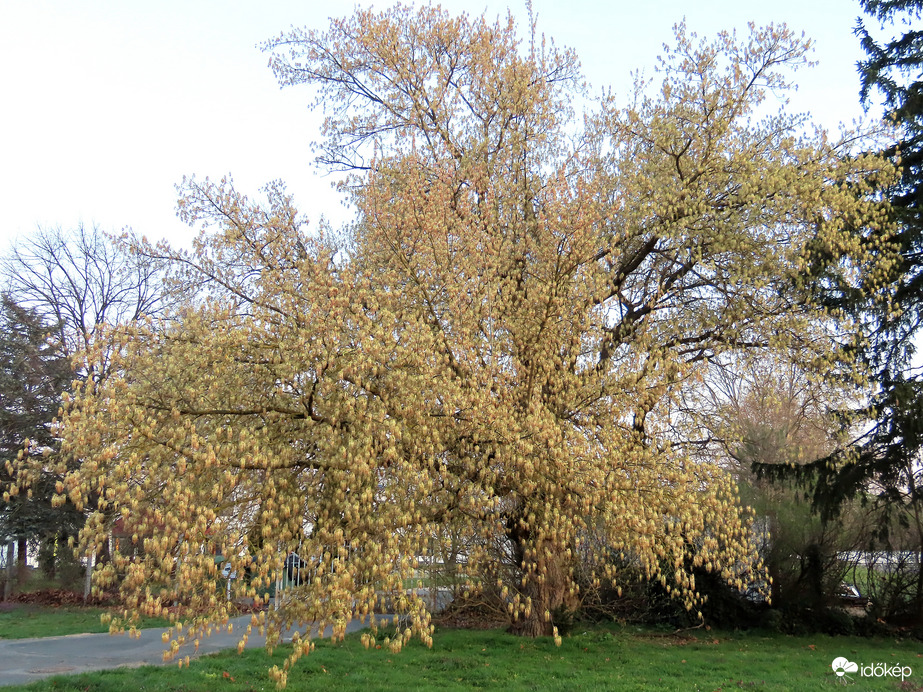 Öreg Juhar tele barkával