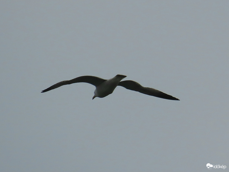 Szárnyaló sirály a magasban