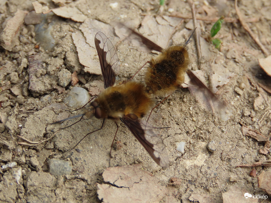 Szegélyes pöszörlégy párban