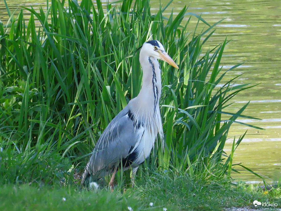 A Szürke gém kalandja a hallal