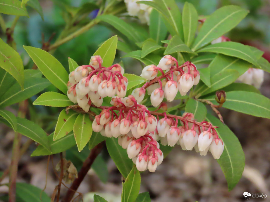 Tegnap még szépek voltak a virágok