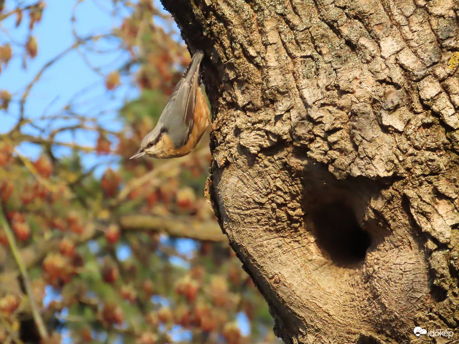 Csuszka fészkelőhelyet keres