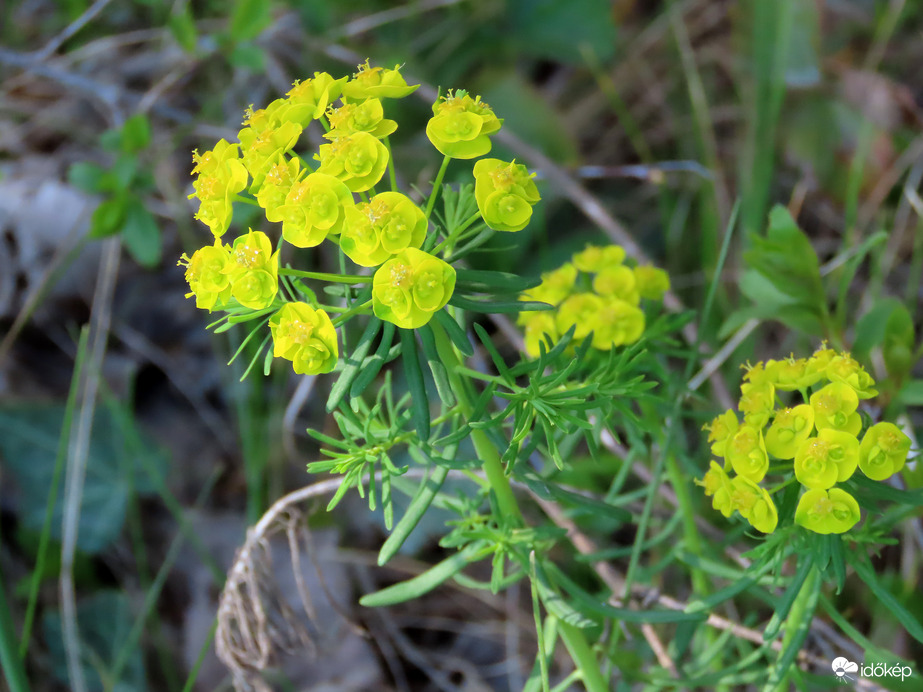 Erdőszélen láttam