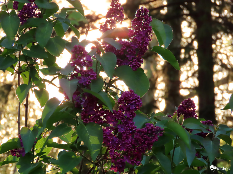 Orgona napkelte után