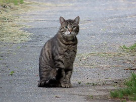 A modell