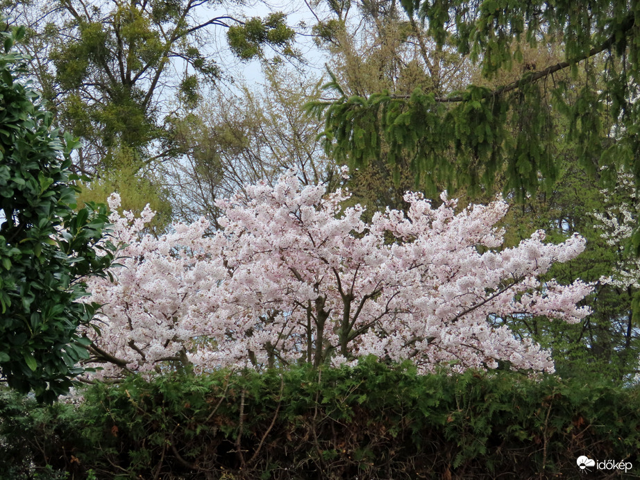 Kerítés felett kukucskáló virágzó fa