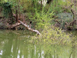  Bedőlt a tóba a hódrágta fa