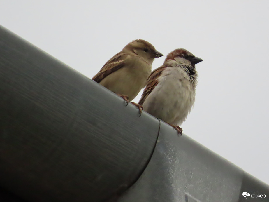 Verébpár az ereszcsatornán