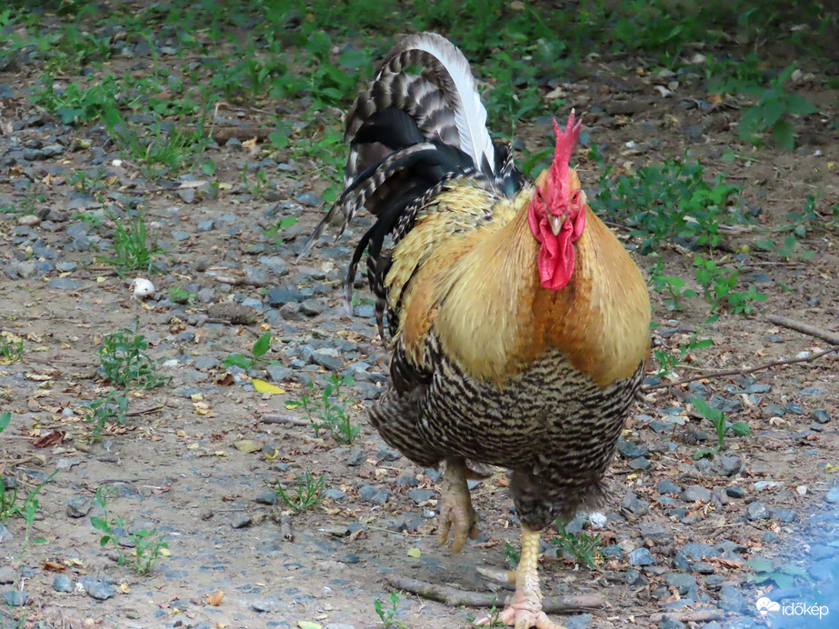 Magányosan