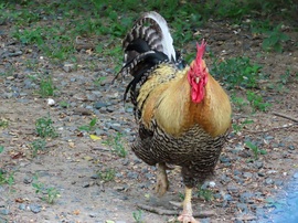 Magányosan