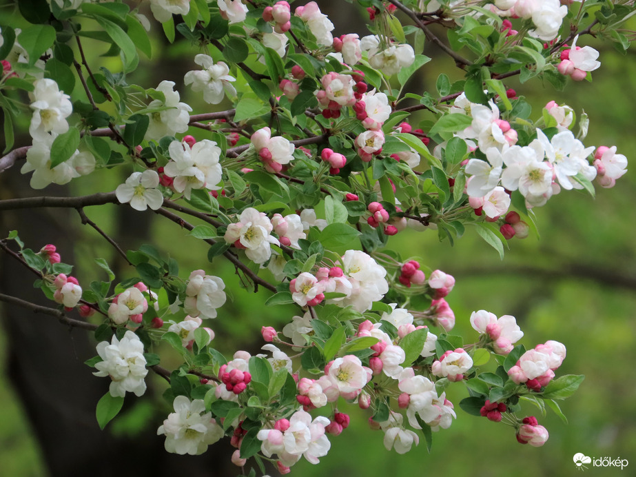 A Sportligetben láttam