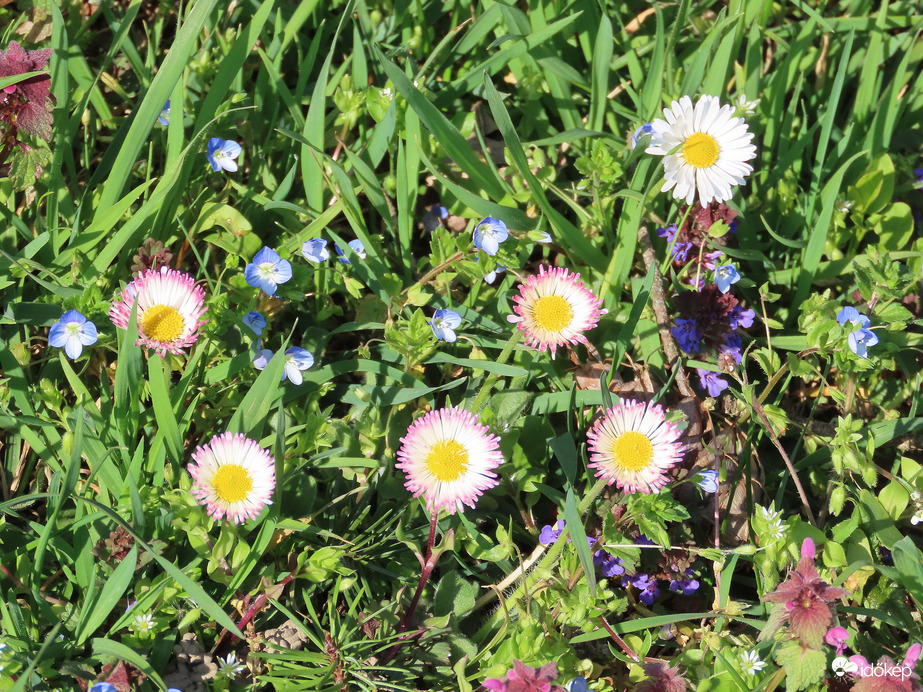 Mezei virágok