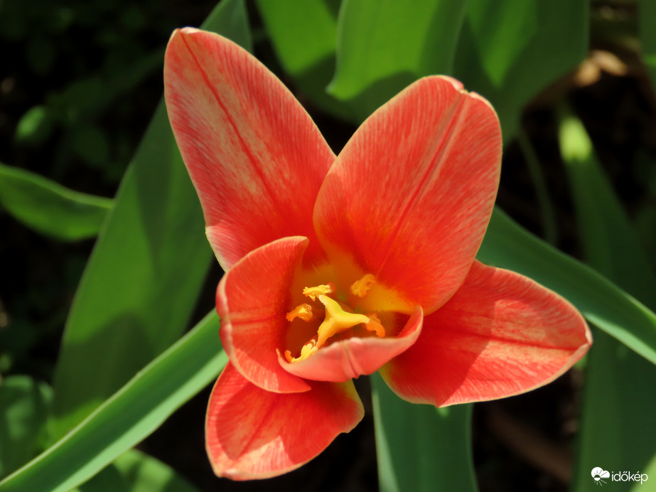 Belenéztem a kelyhébe