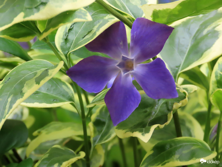 Tarka levelű nagy meténg