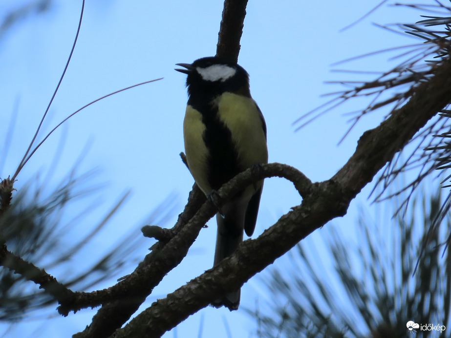 Dudorászó Széncinege