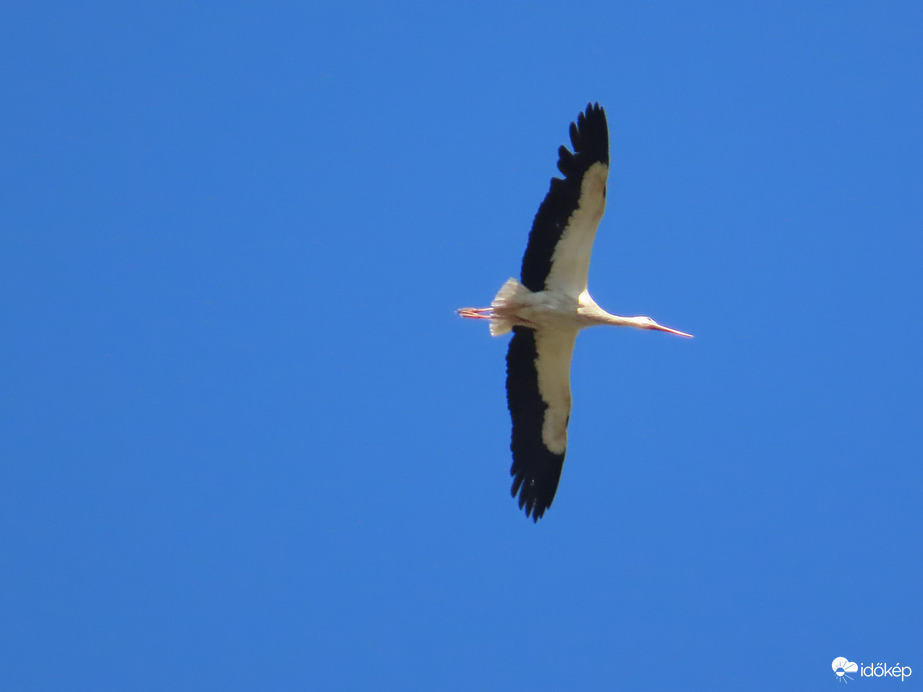 A Fehér gólya madártávlatból szemléli
