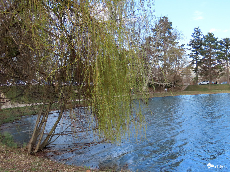 Zöldül a Szomorúfűz