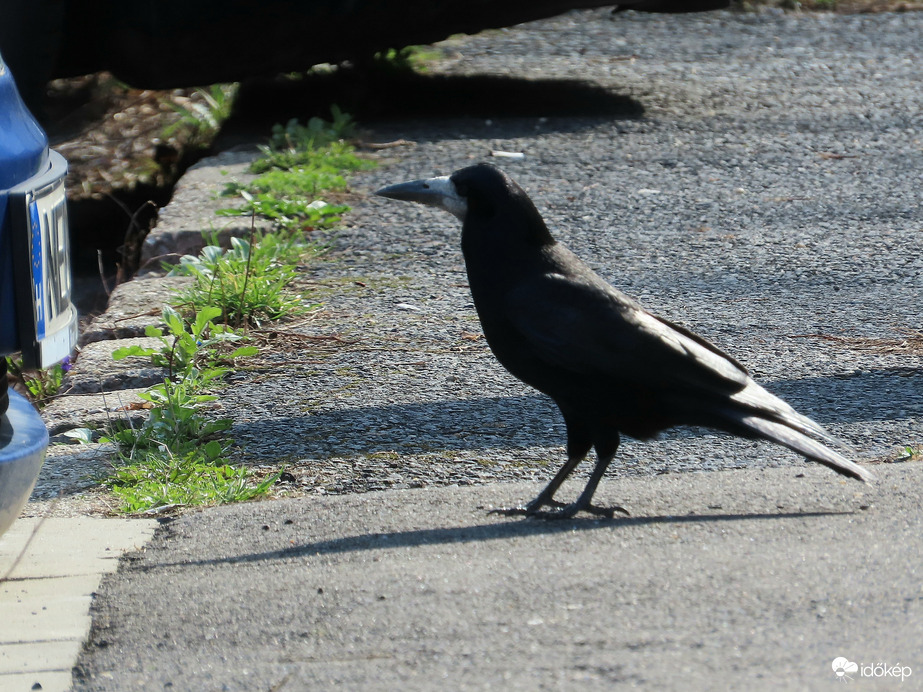 Leolvasom a rendszámot!