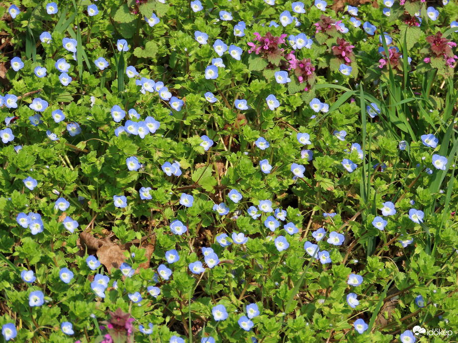 Apróságok a fűben