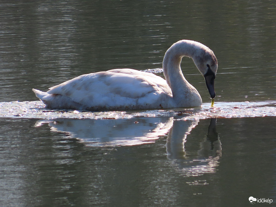 Fiatal Bütykös hattyú érkezett a tóra