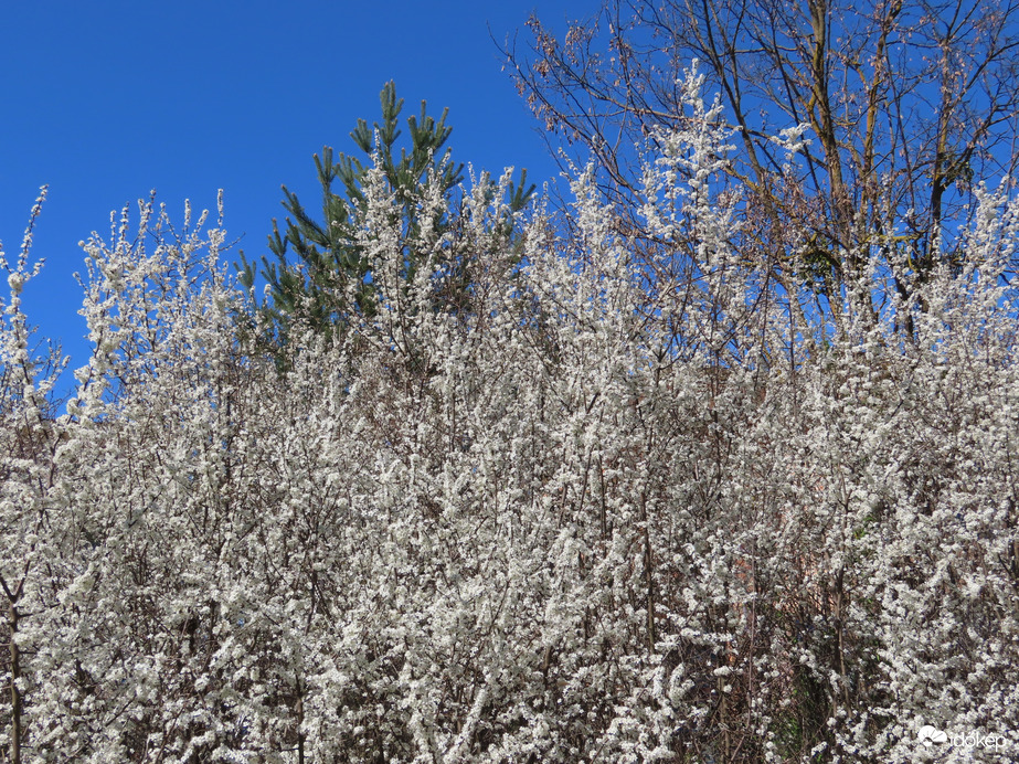 Virágzik a Kökény