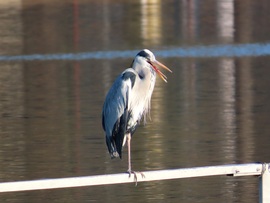 Most meg melegem van!