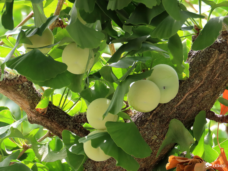 Nőivarú Páfrányfenyő (Ginkgo Biloba)