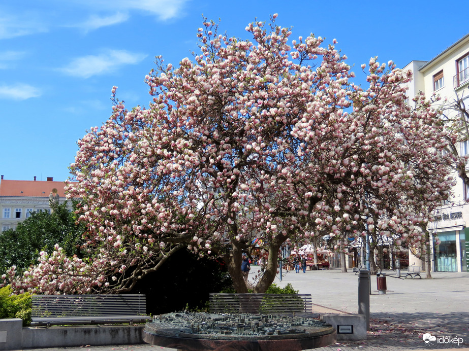 A Fő tér Magnóliafája
