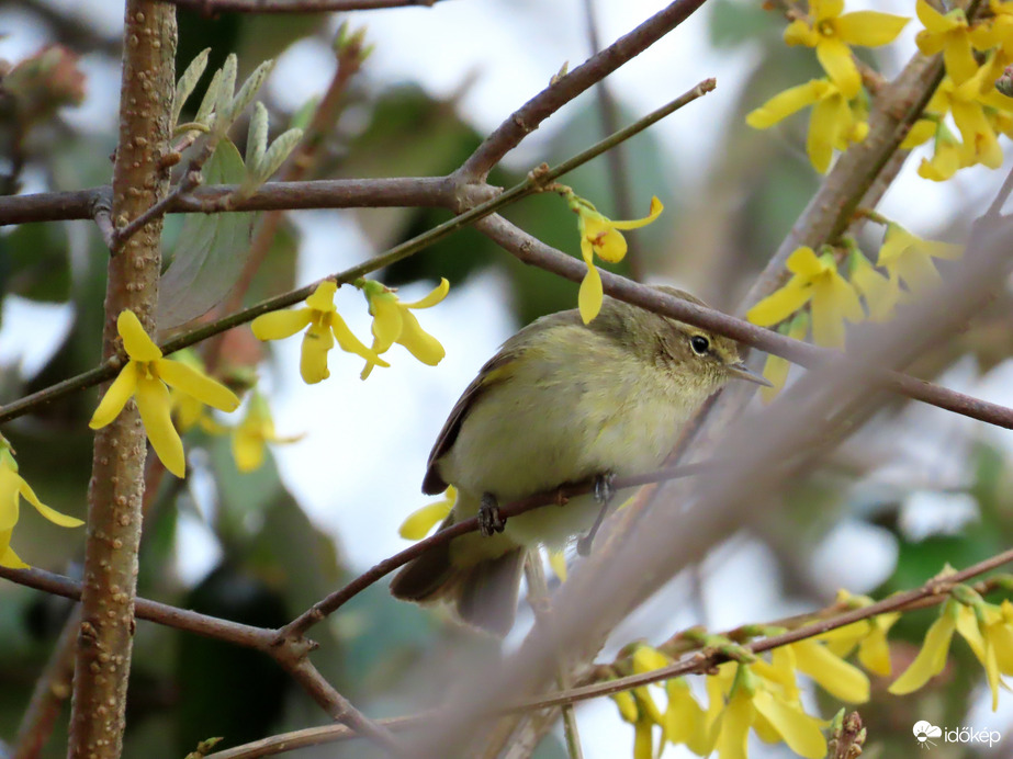 Cikázott ide-oda, mint a villám