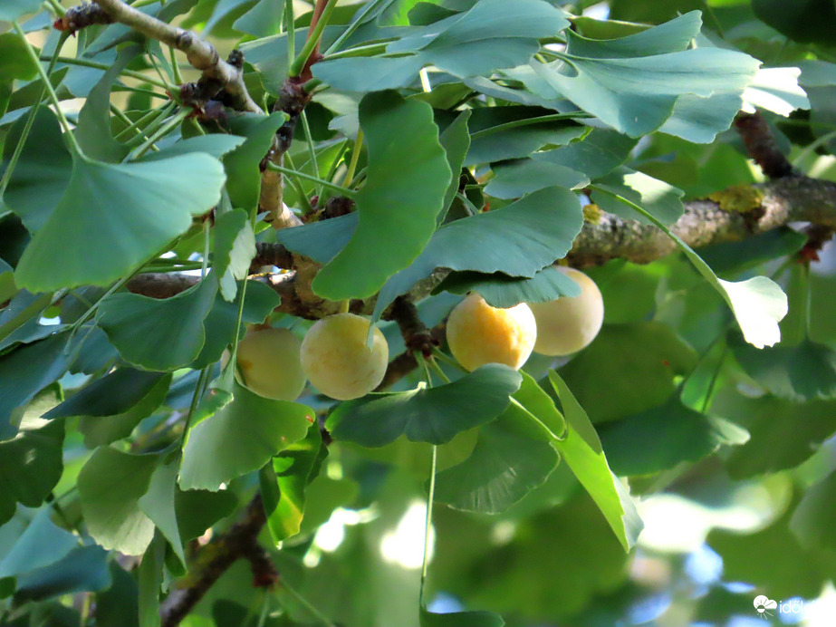 Kora őszi séta a Kámoni Arborétumban