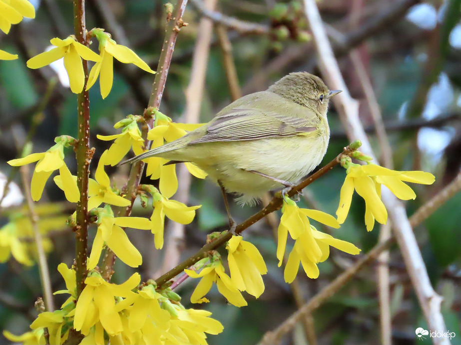 Cikázott ide-oda, mint a villám