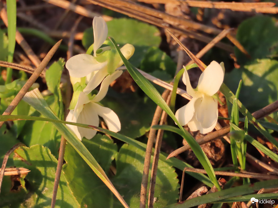 Fehér ibolya