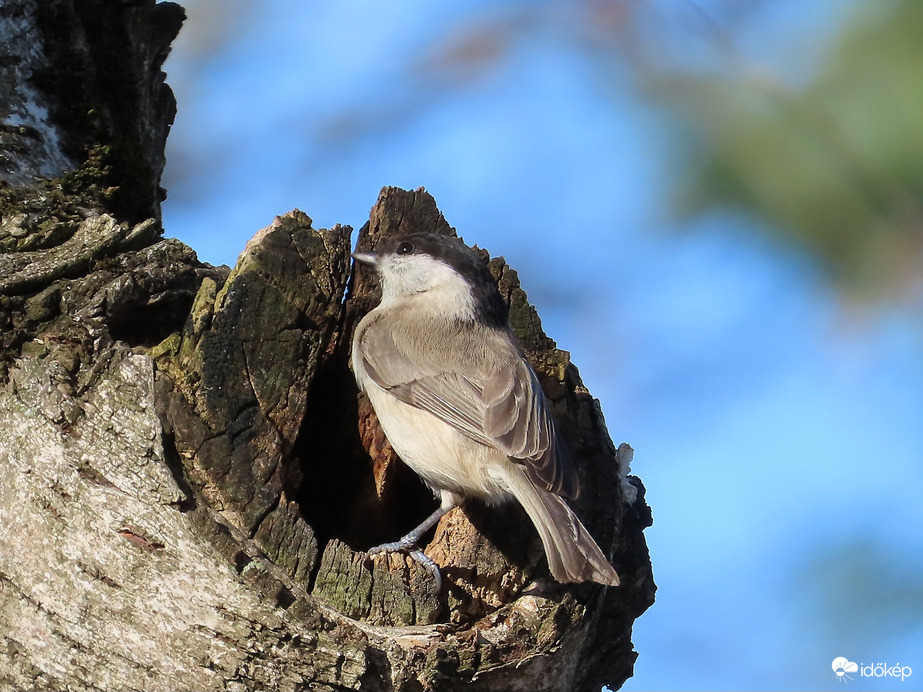 Sürgés-forgás az odúnál:be