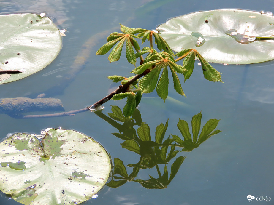 Kihajtott a vízbe hullott gesztenyeág