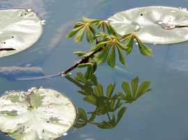 Kihajtott a vízbe hullott gesztenyeág